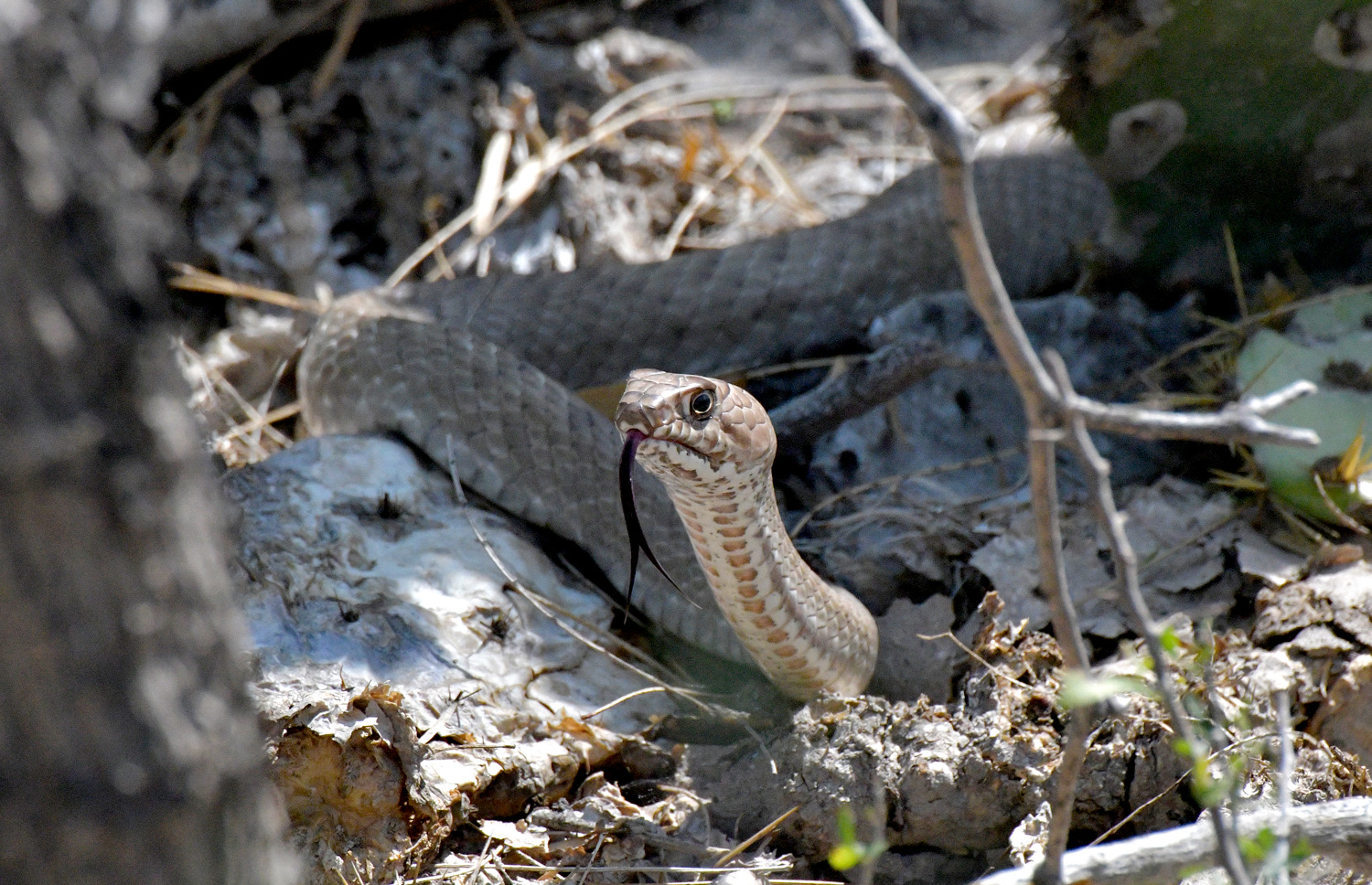 western coachwhip at pixie