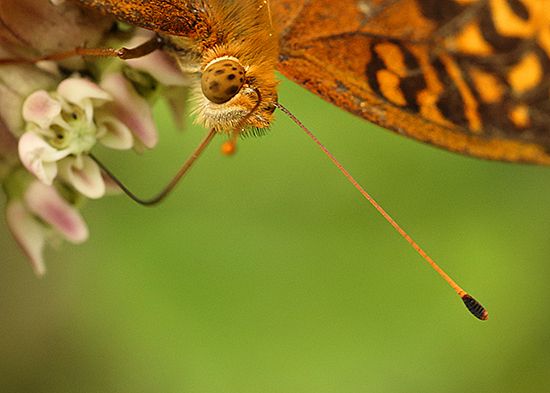 55f7a341c6a15 Eye of the Fritillary Pennsylvania