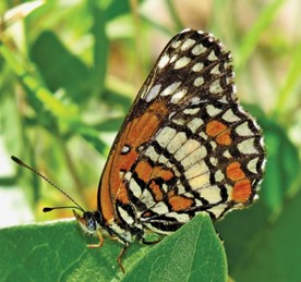 Banded Patch Sarab