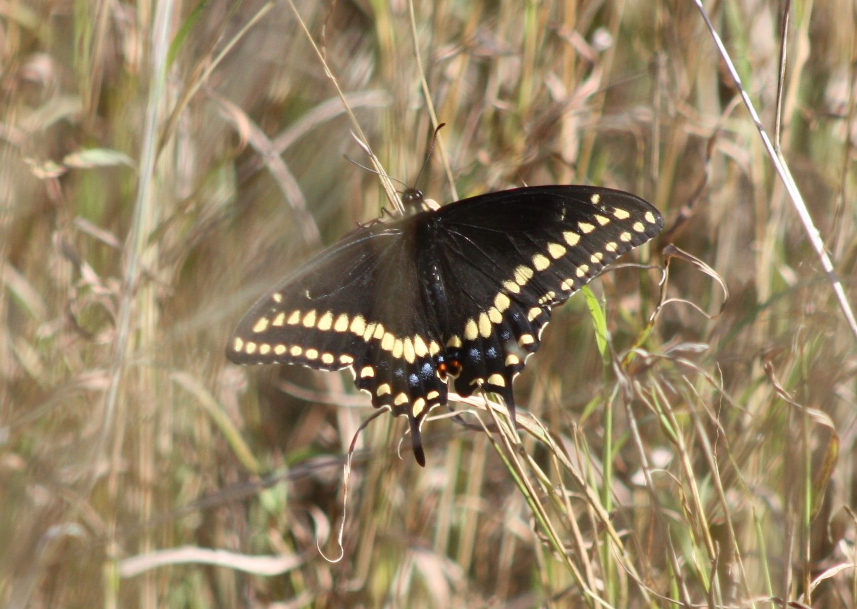 Black Swallowtail