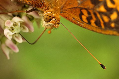 Eye of the Fritillary Jim Burns