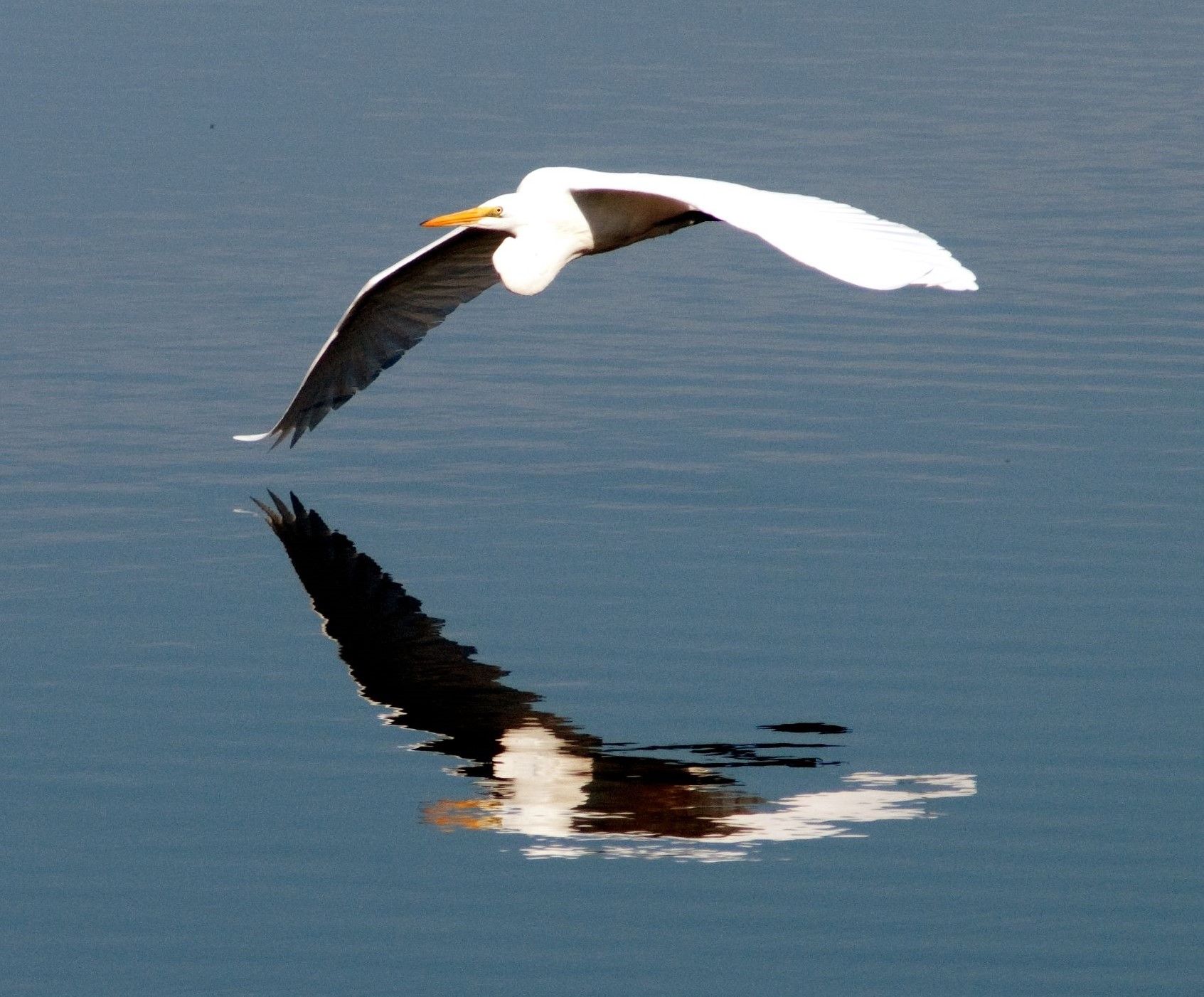 Great Egret