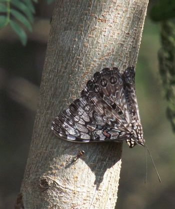 Guatemalan Cracker