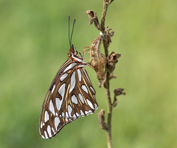 GulfFritwithChrysalis crop