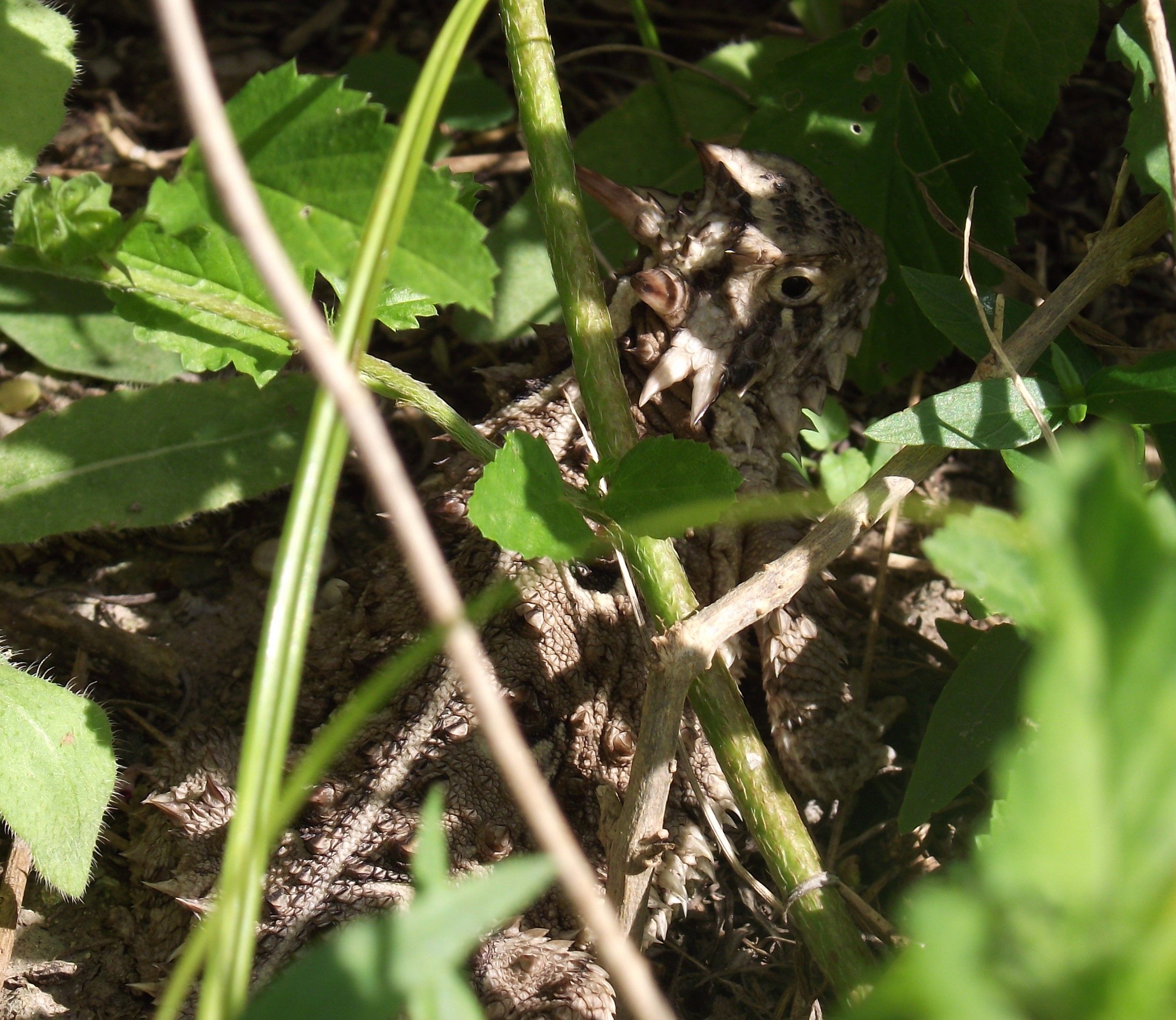 Horned Toad Small