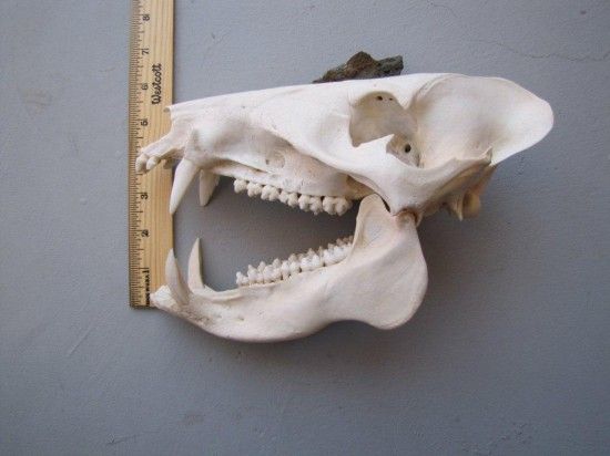 Javelina skull1-550x412