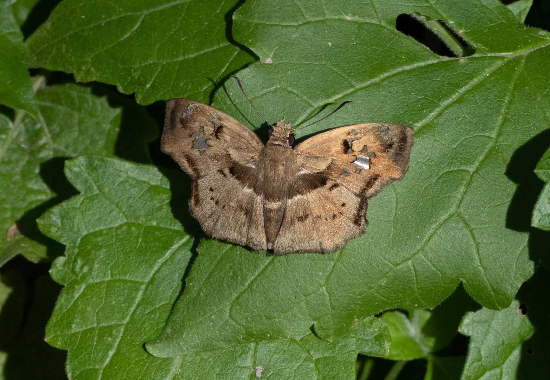 Lugubrious Blue Skipper Dennis Vollmar