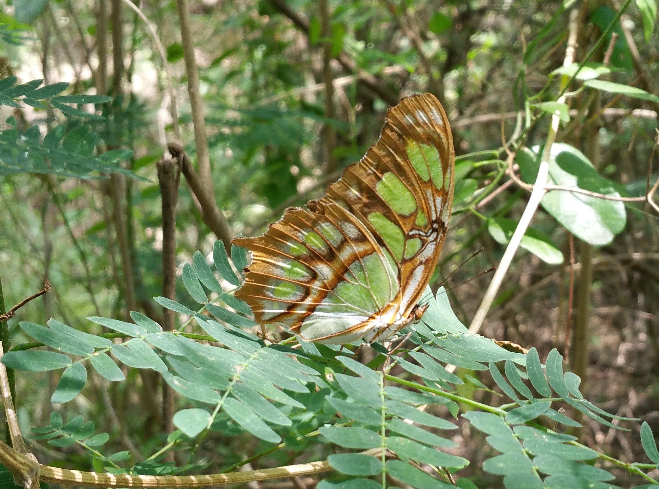 Malachite 3