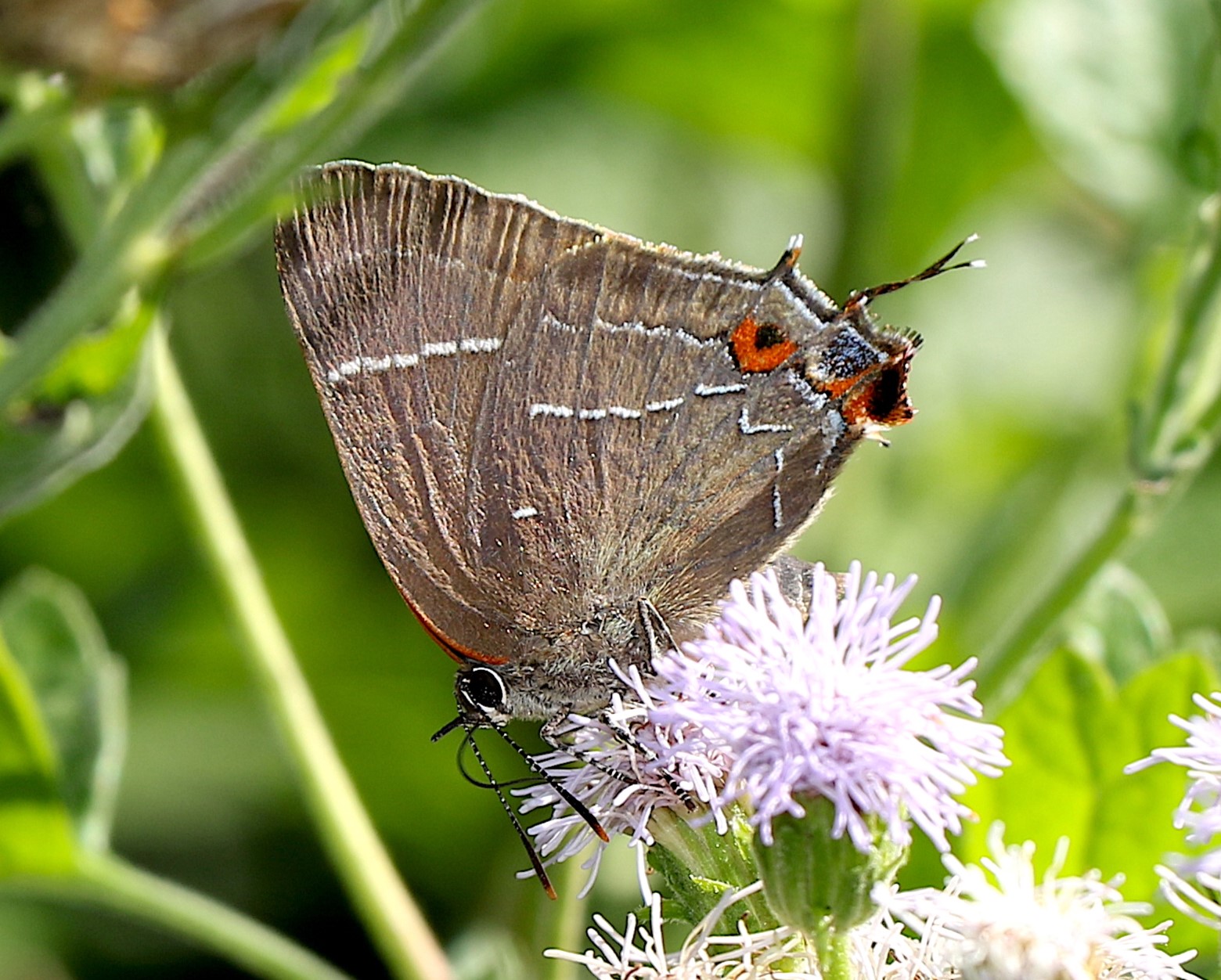 Mexican M Hairstreak US Record Anisha Sapkota