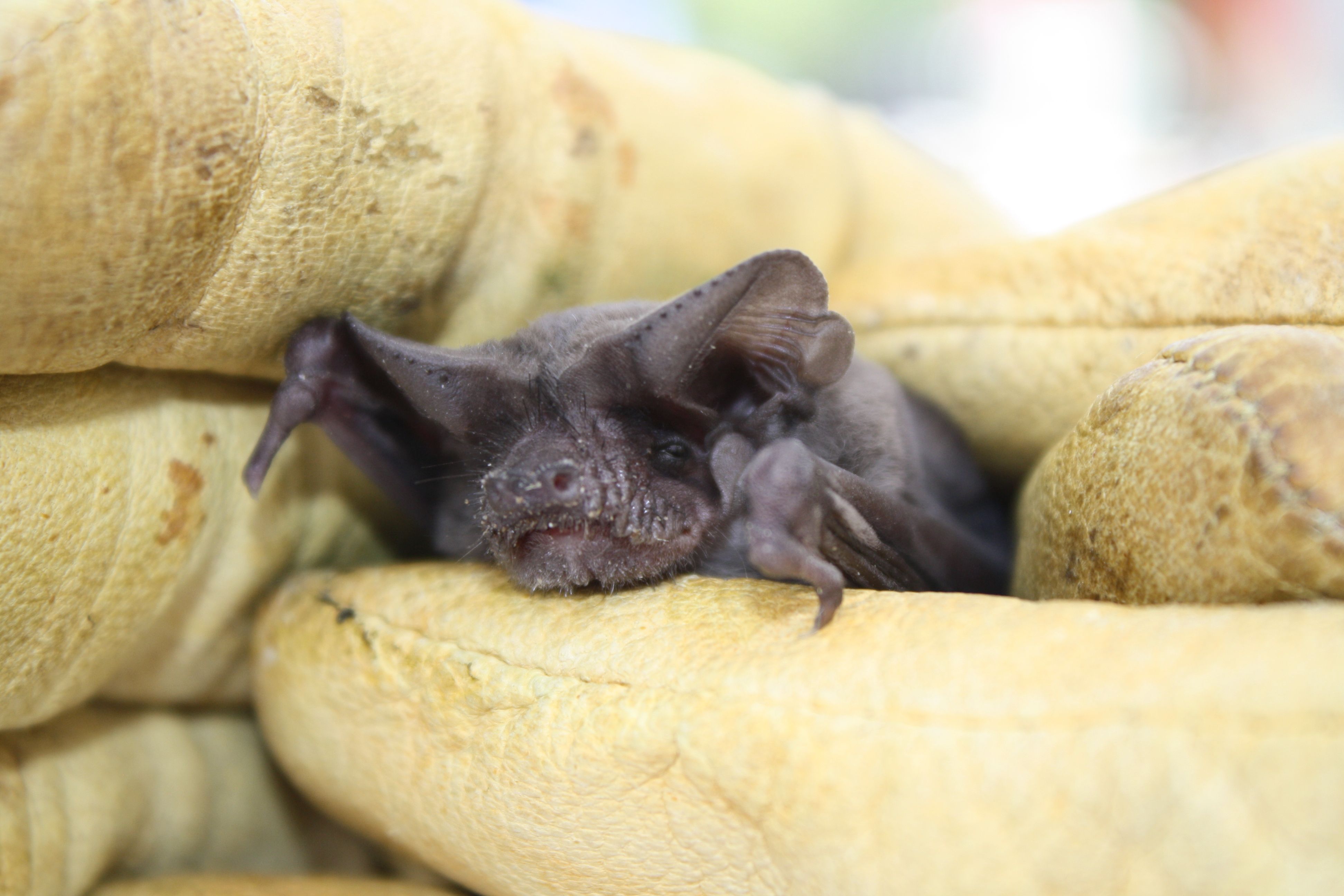 Mexican free tailed bat