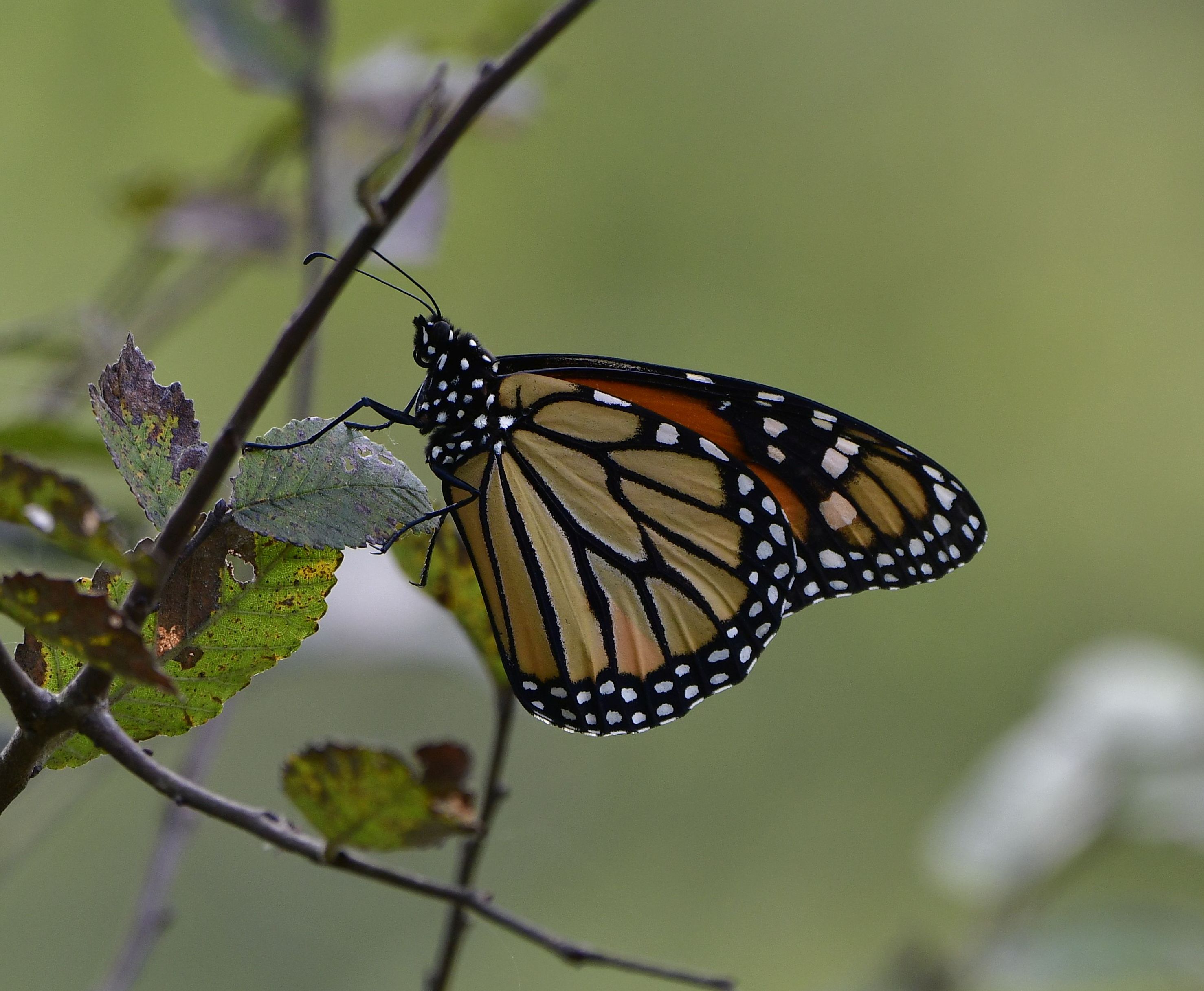 Monarch in Dec 2021 crop