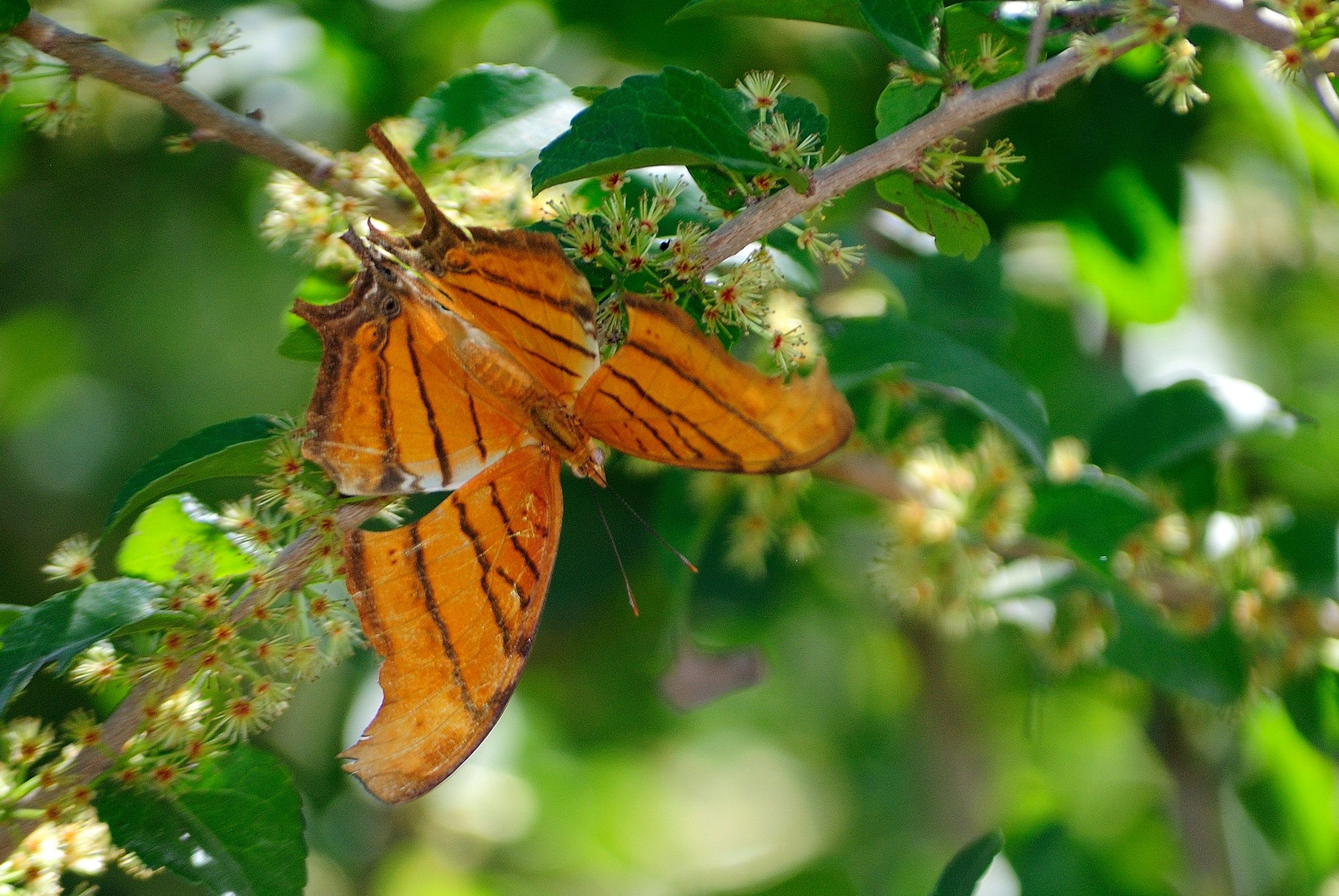 Ruddy Daggerwing 1