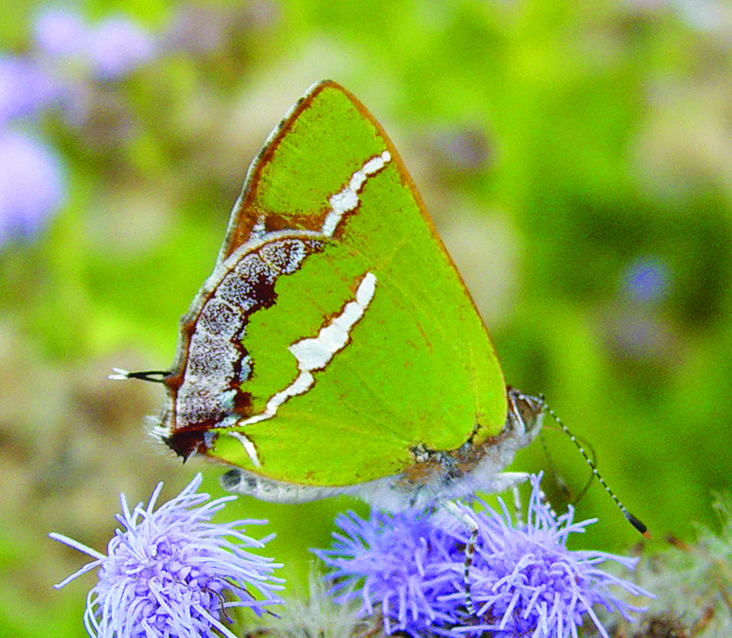 Silver-banded Hairstreak