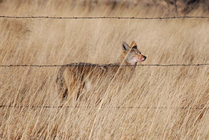 Texas-Coyote