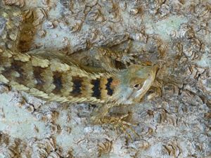 Texas spiny lizard