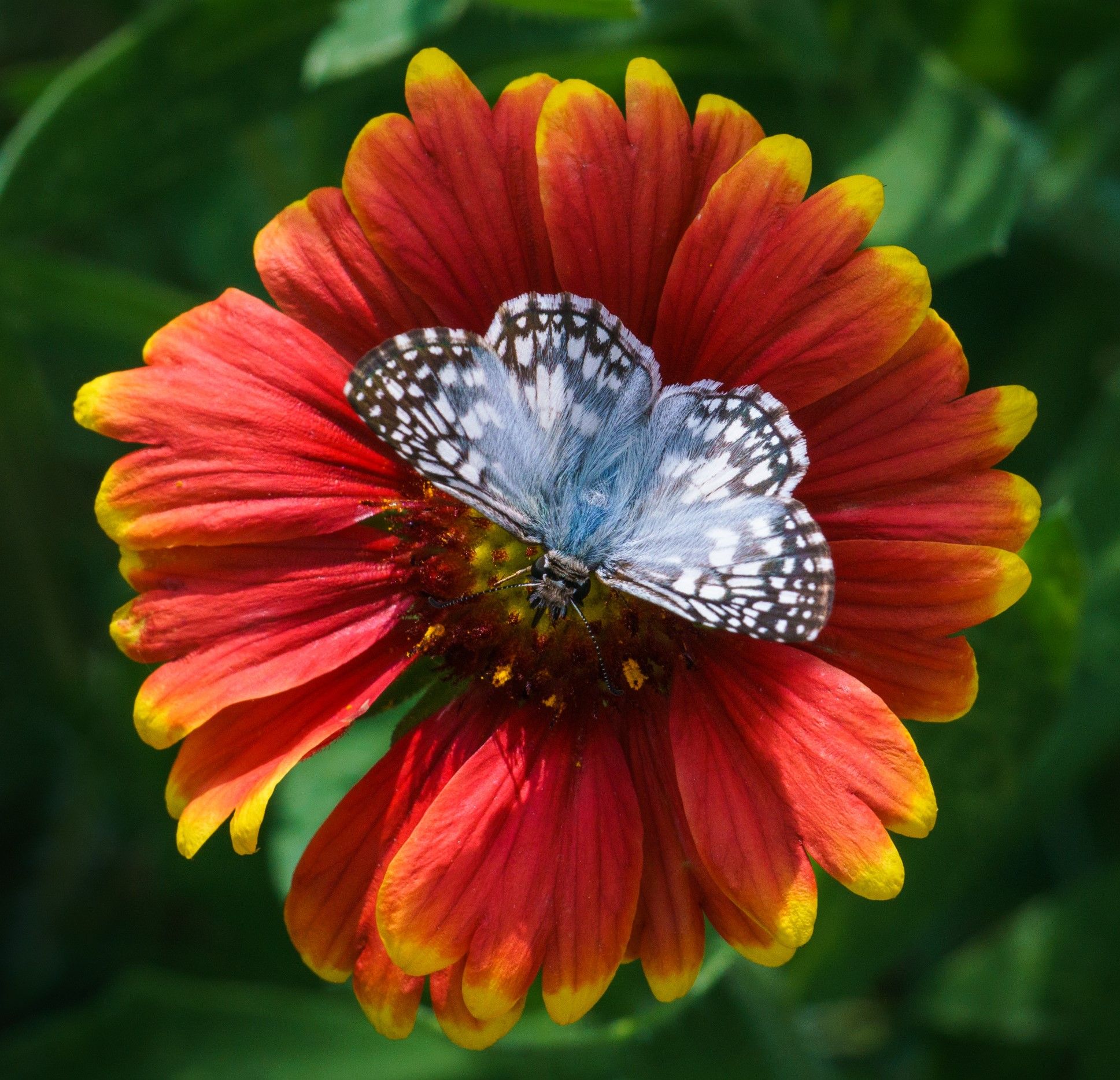 Tropical Checkered Skipper