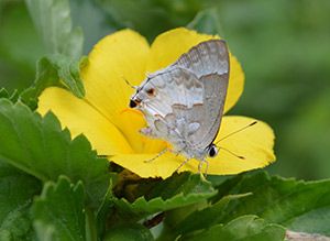 White Scrub Hairstreak