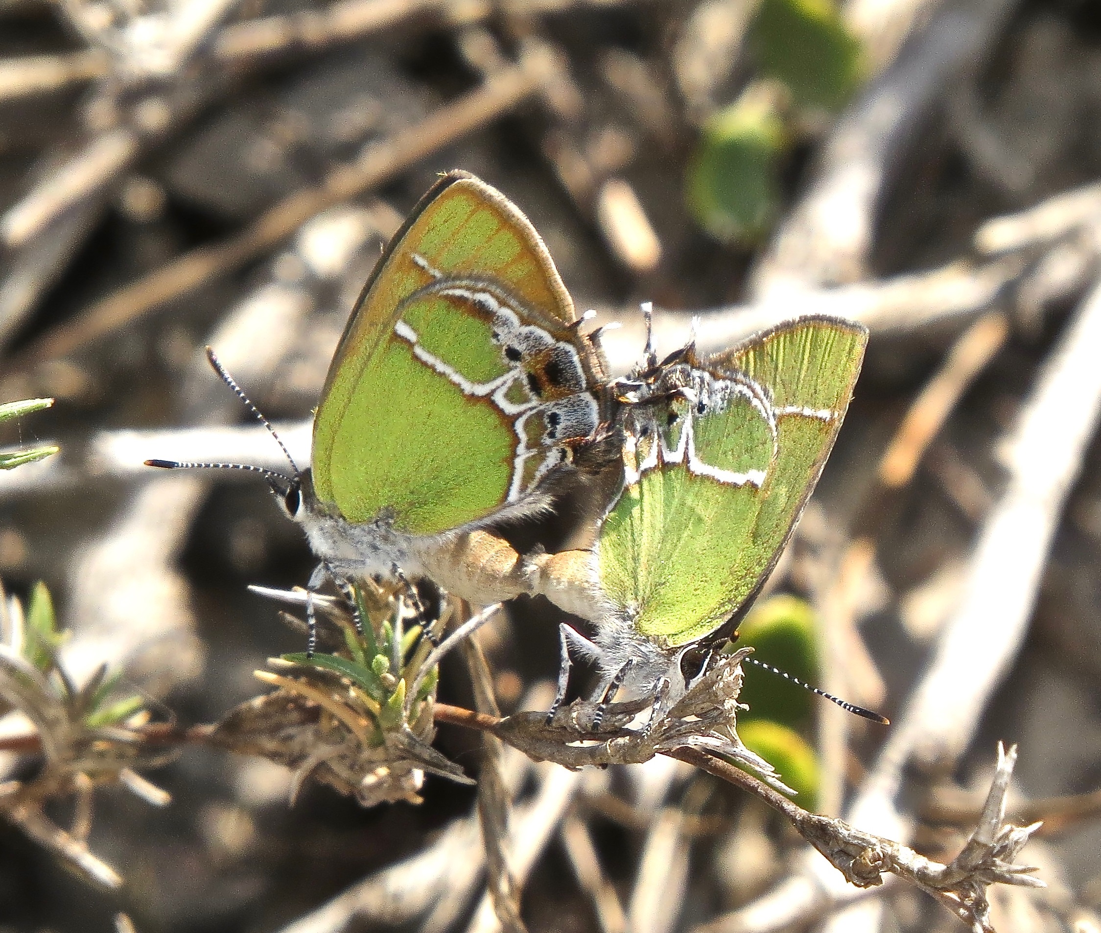 Xami Hairstreaks mating IMG 4433