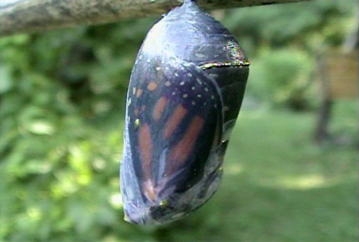 chrysalis