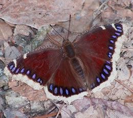 Mourning Cloak frank model