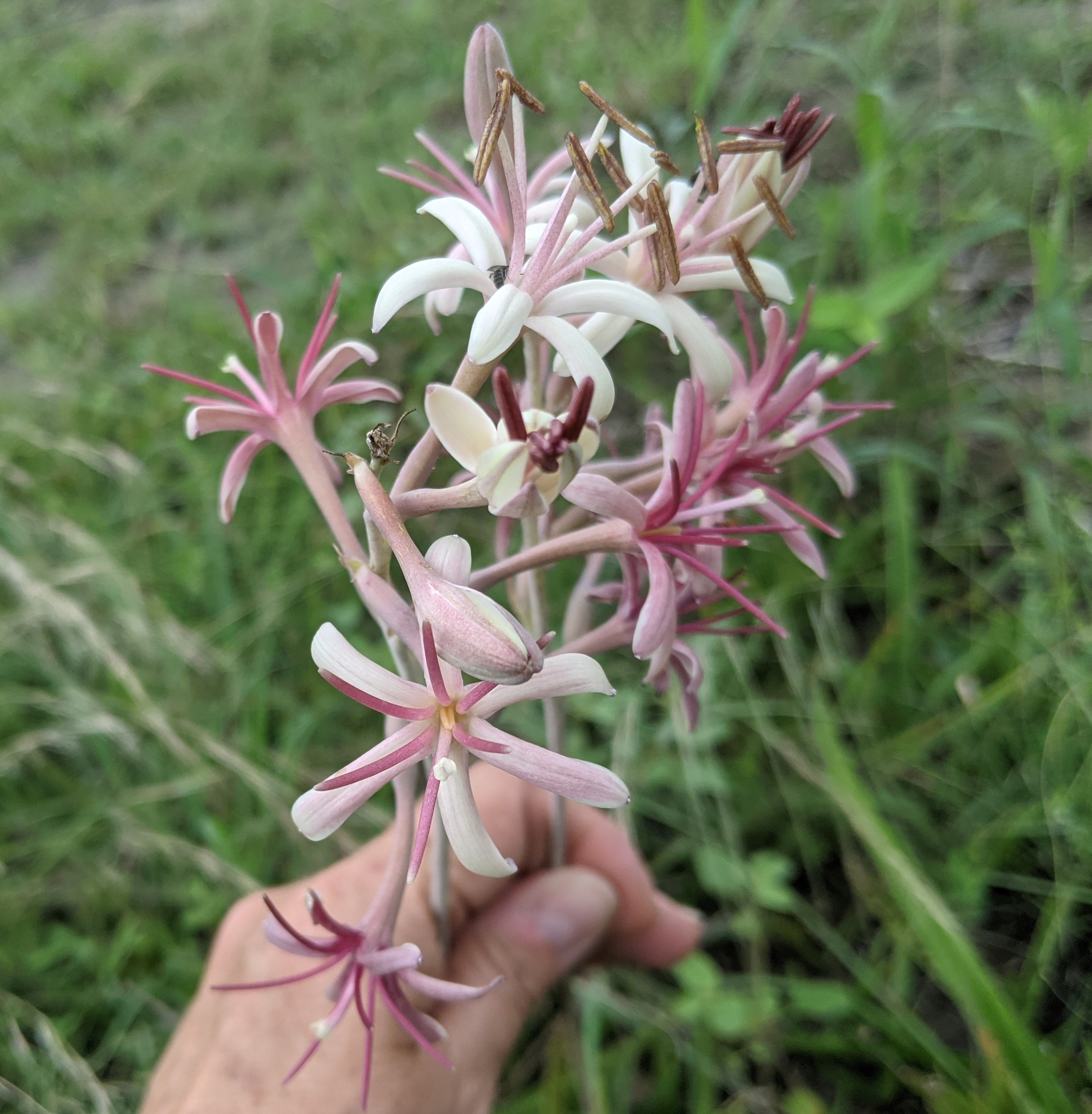 manfreda bloom stalk