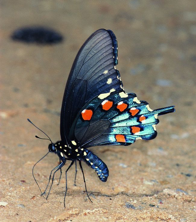 national-butterfly-center005